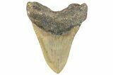 Fossil Megalodon Tooth - North Carolina #297288-2